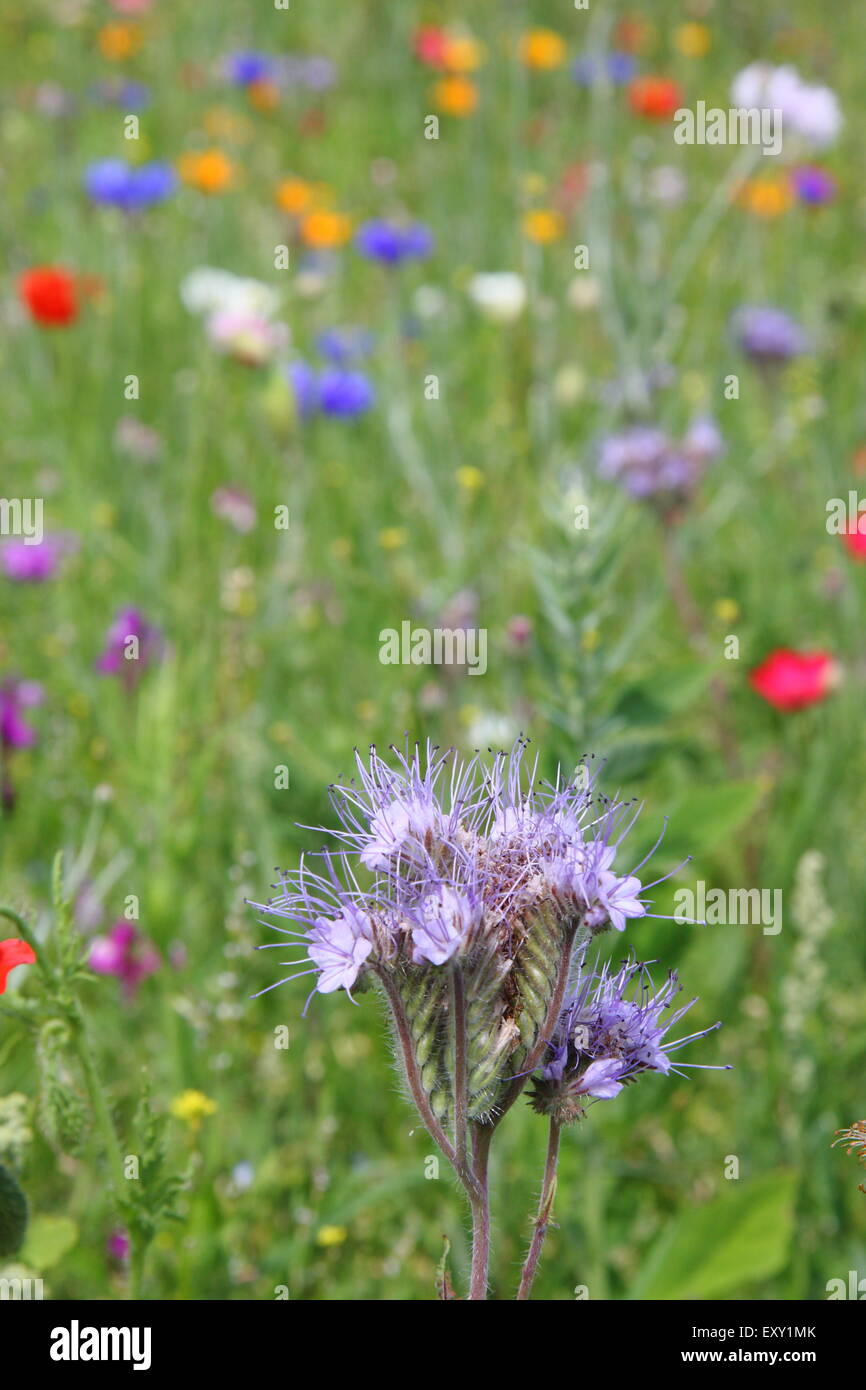 Wildflowers wildflower cornflower meadow hires stock photography and images Alamy