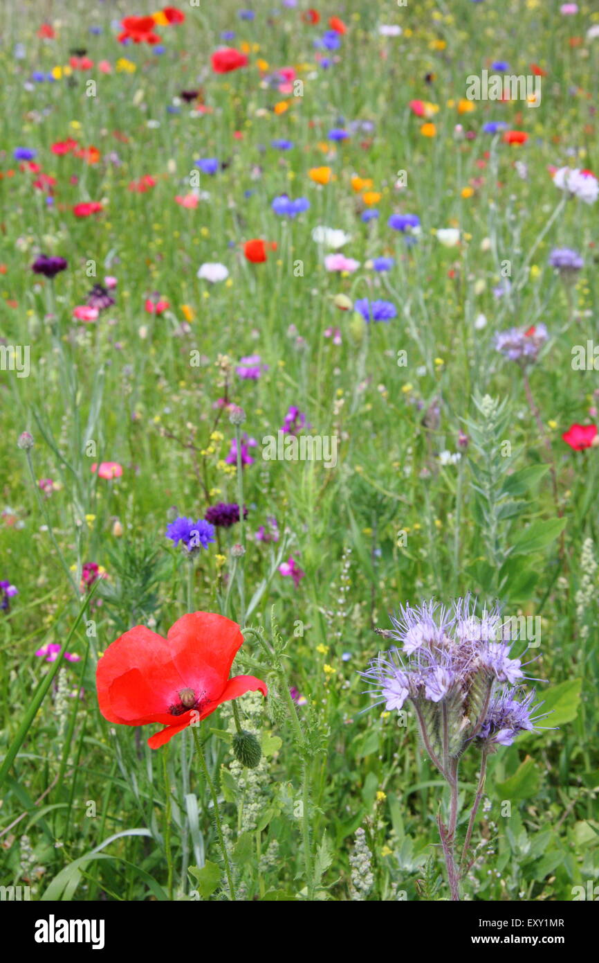 Uk wildflowers hires stock photography and images Alamy