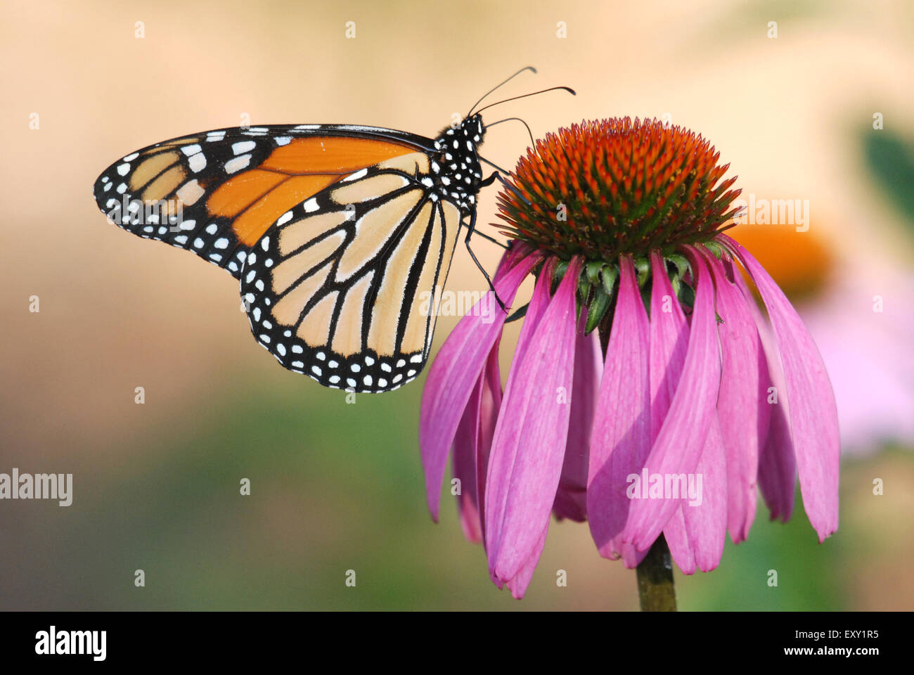 Monarch butterfly sipping nectar from an Echinacea Plant Stock Photo