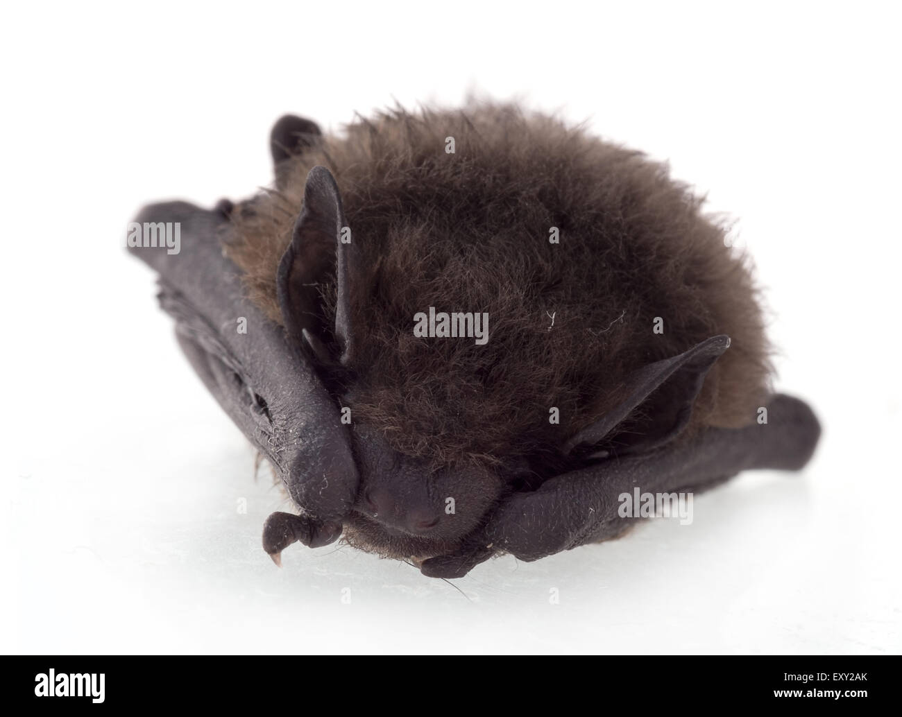 Pipistrellus. Small young bat sleeping. Stock Photo