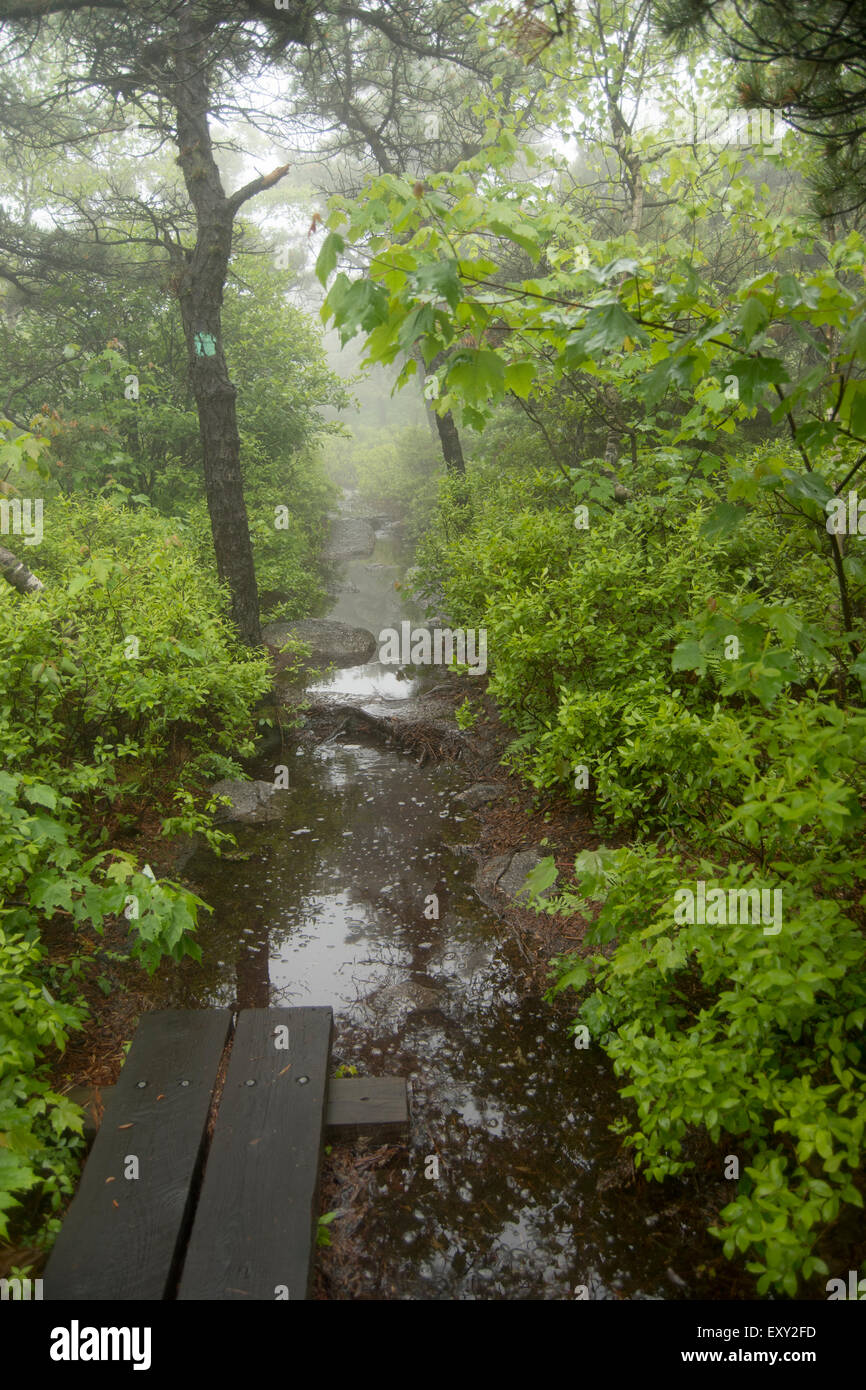 Hiking path flowers plants hi-res stock photography and images - Alamy