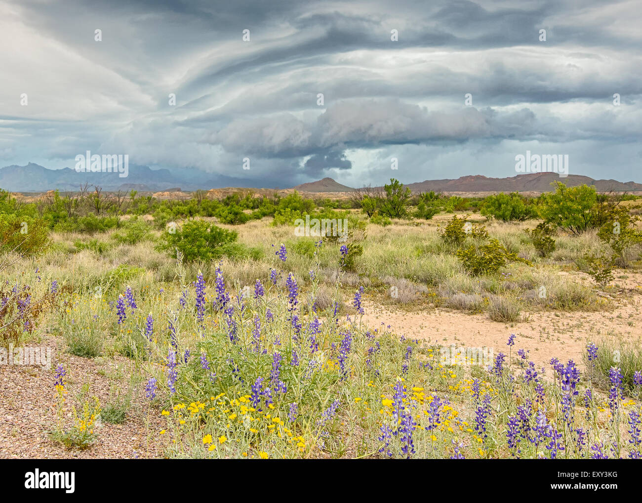 Spring rains over the Chisos Mountains irrigate bluebells near Route 12, Big Bend National Park, Texas. Stock Photo