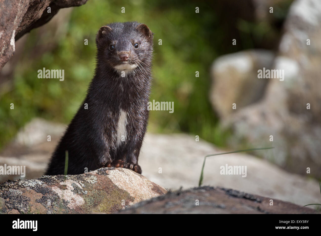 Otter near Applecross, Scotland Stock Photo