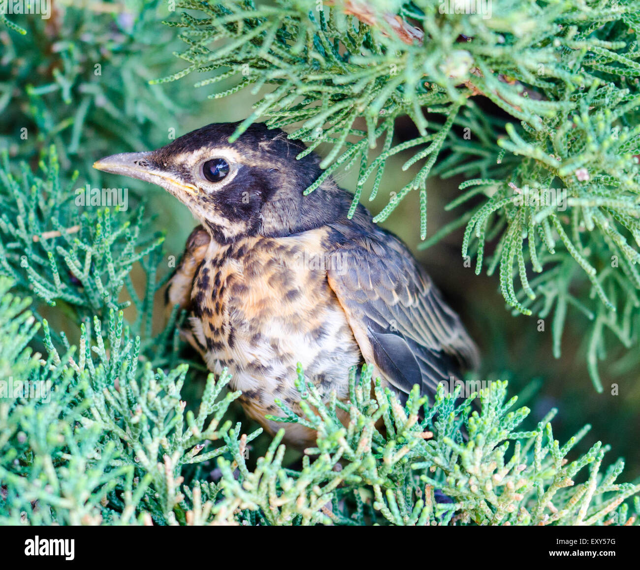 baby birds flying from nest