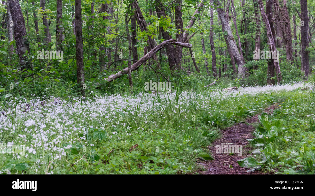 Very small wildflowers hi-res stock photography and images - Alamy
