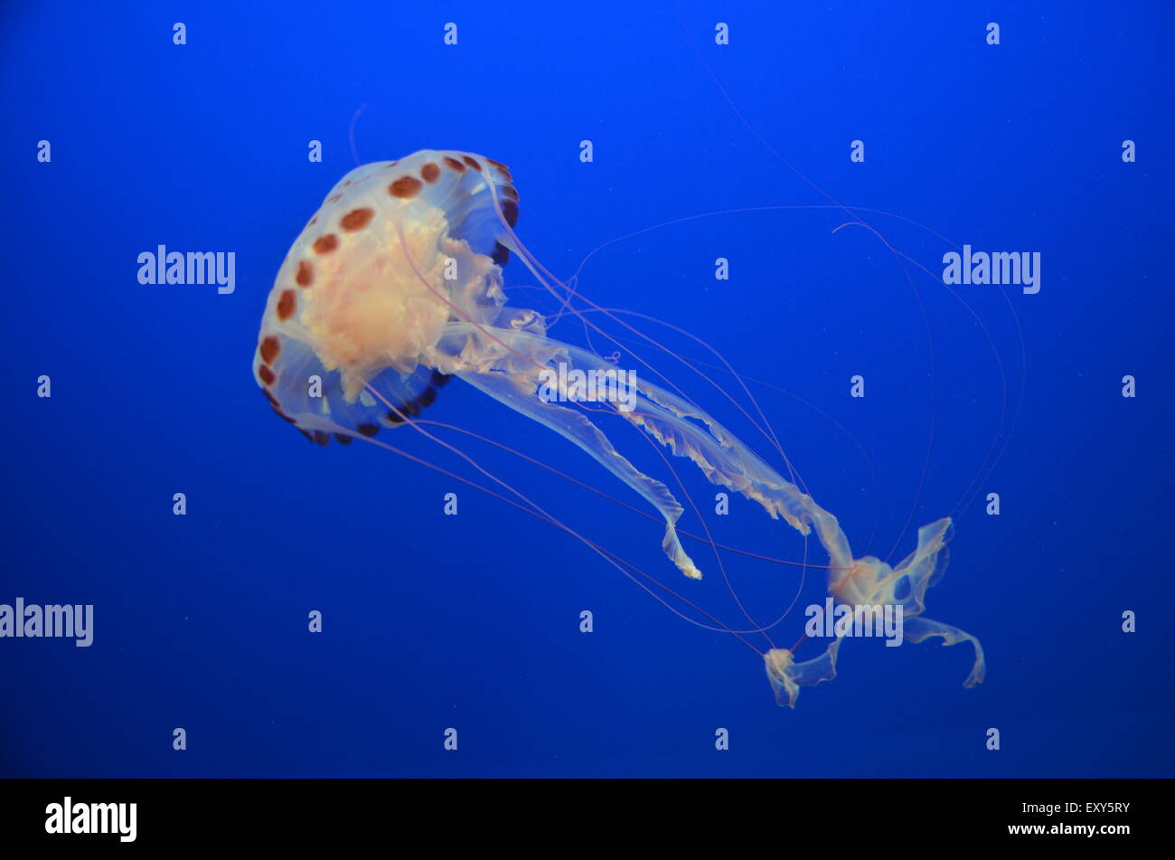 Jellyfish floating peacefully in deep blue water Stock Photo - Alamy