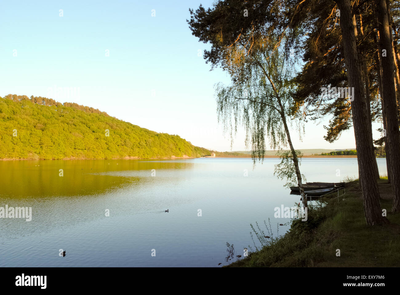 A Tranquil Scene of a Reservoir with Trees Stock Photo