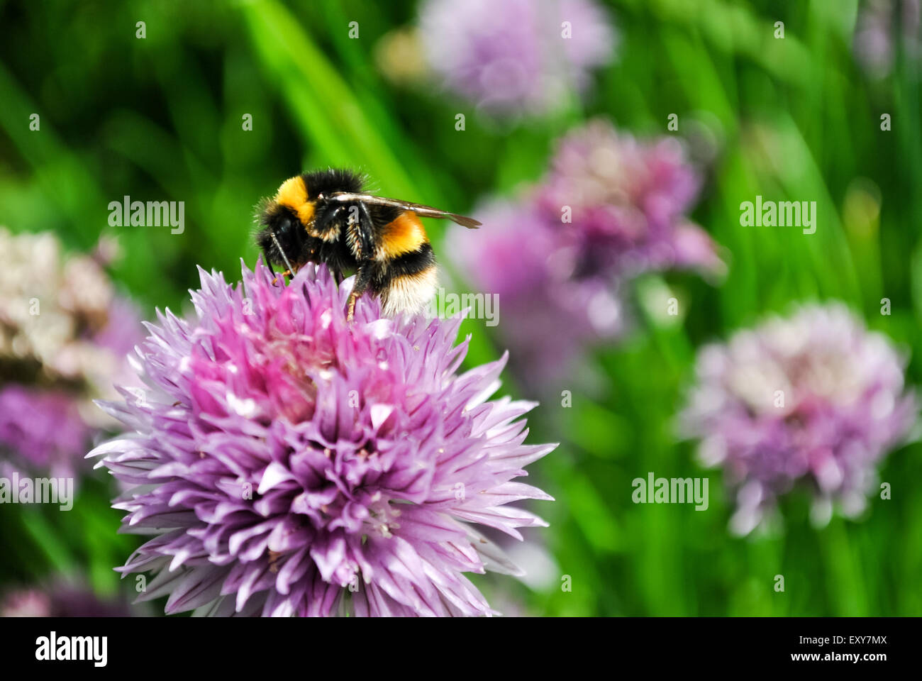 A Bee Pollinating a Chive Flower, Allium schoenoprasum Stock Photo