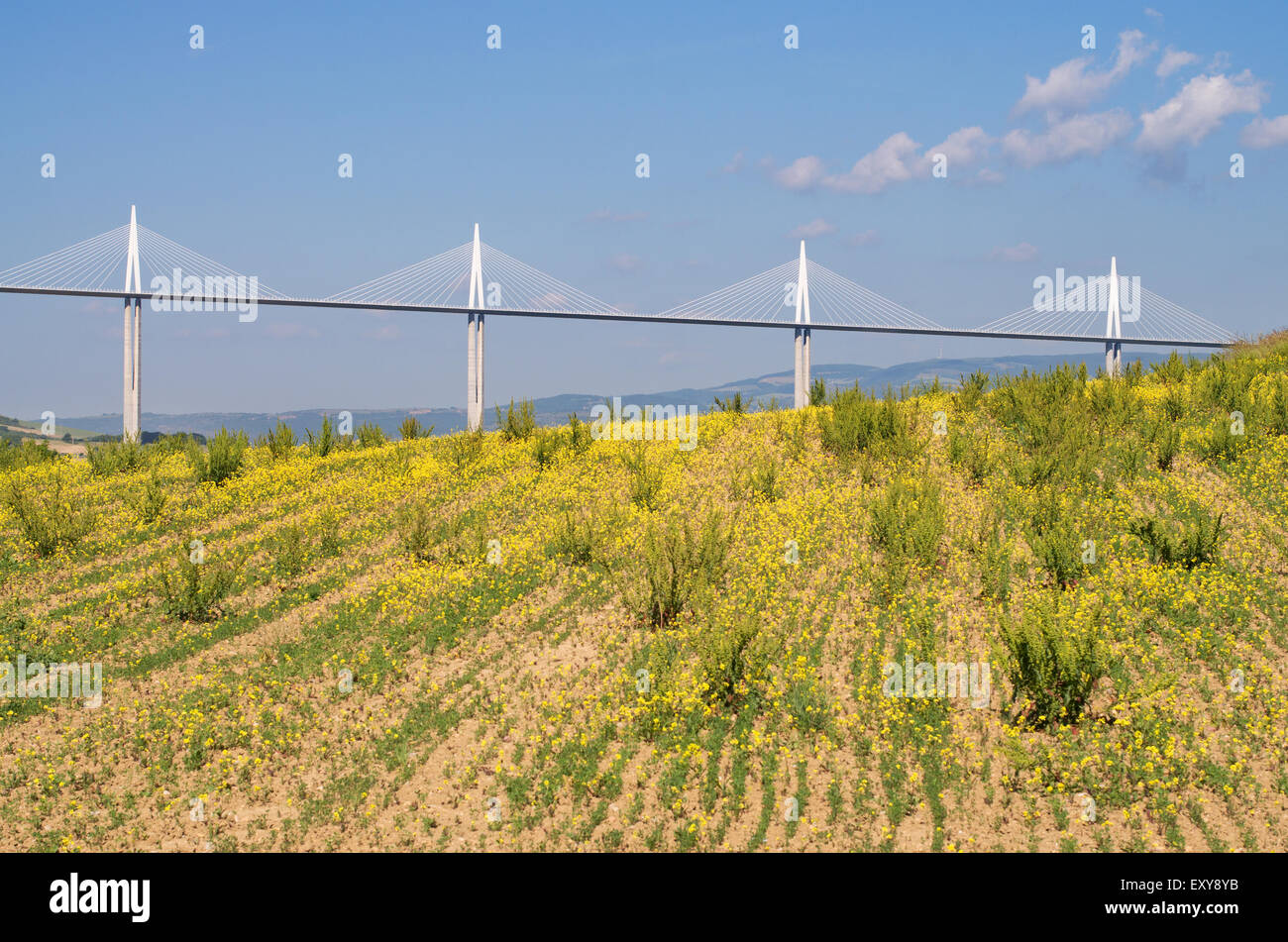 The Millau viaduct with yellow wild flowers in the foreground, Averyon,  Midi-Pyrenees, France, Europe Stock Photo