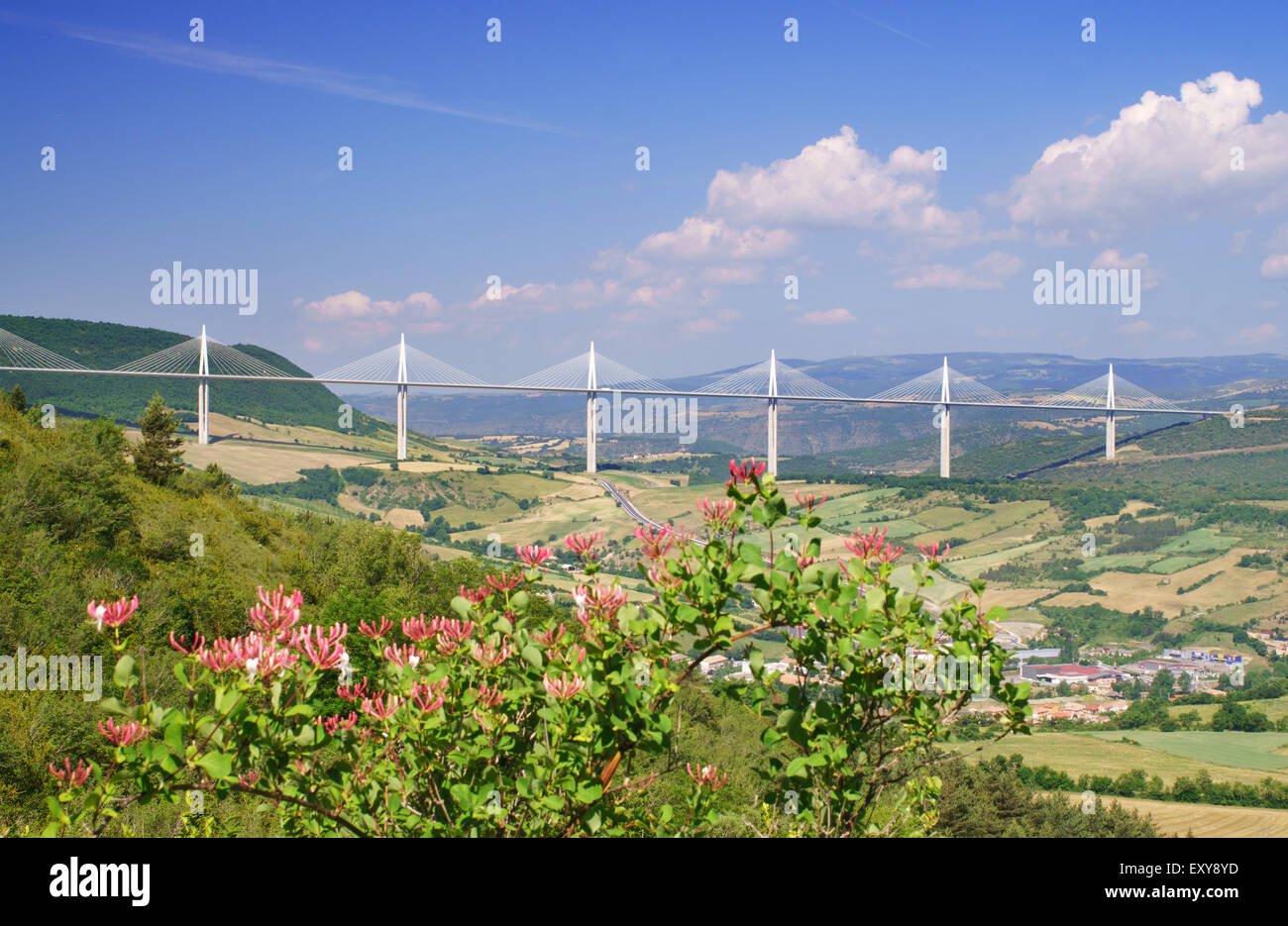 The Millau viaduct with wild honeysuckle in the foreground, Averyon,  Midi-Pyrenees, France, Europe Stock Photo