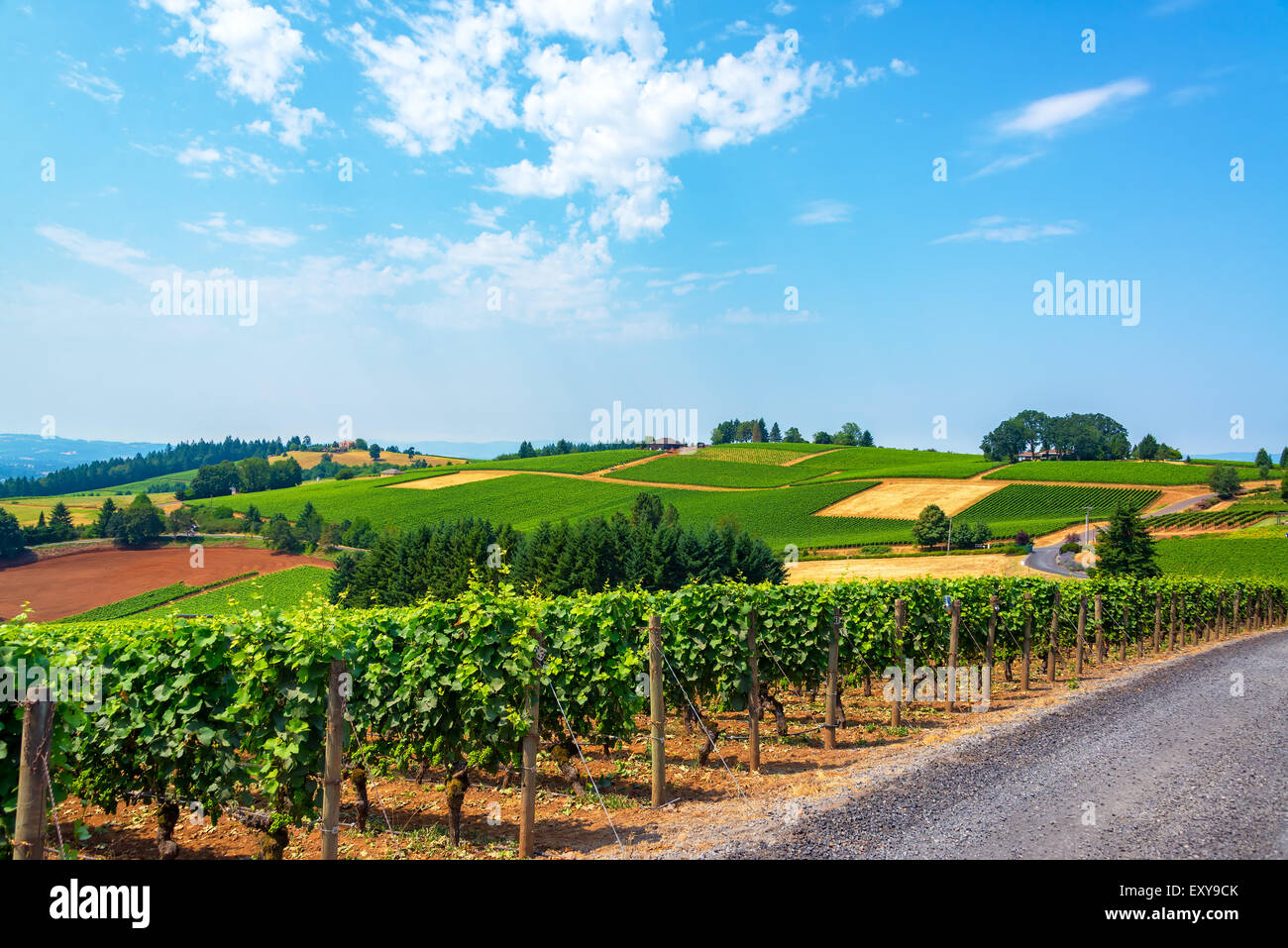 Hills covered in vineyards in the Dundee Hills in Oregon wine country