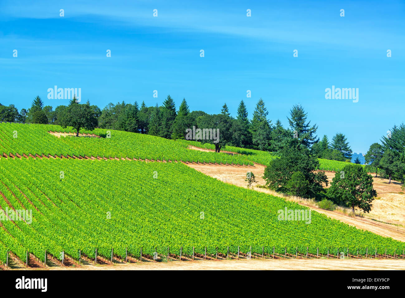 Vineyard in Oregon wine country with pine trees visible in the landscape near Dundee Stock Photo