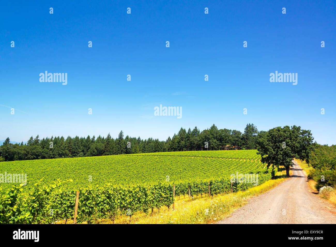 Dirt road passing through a vineyard in Oregon wine country Stock Photo