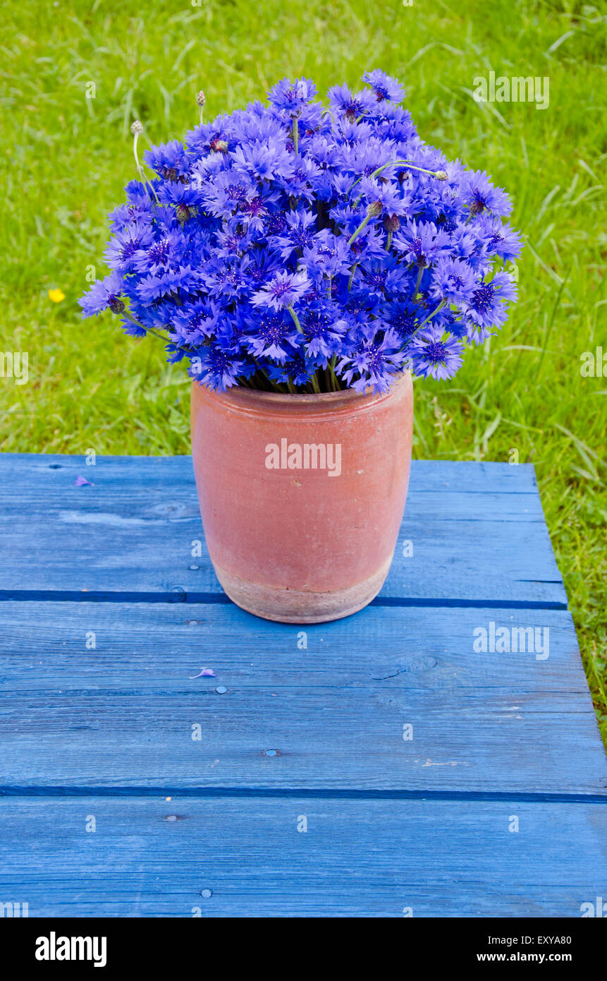 beautiful bouquet wild cornflower in vase on old blue wooden garden