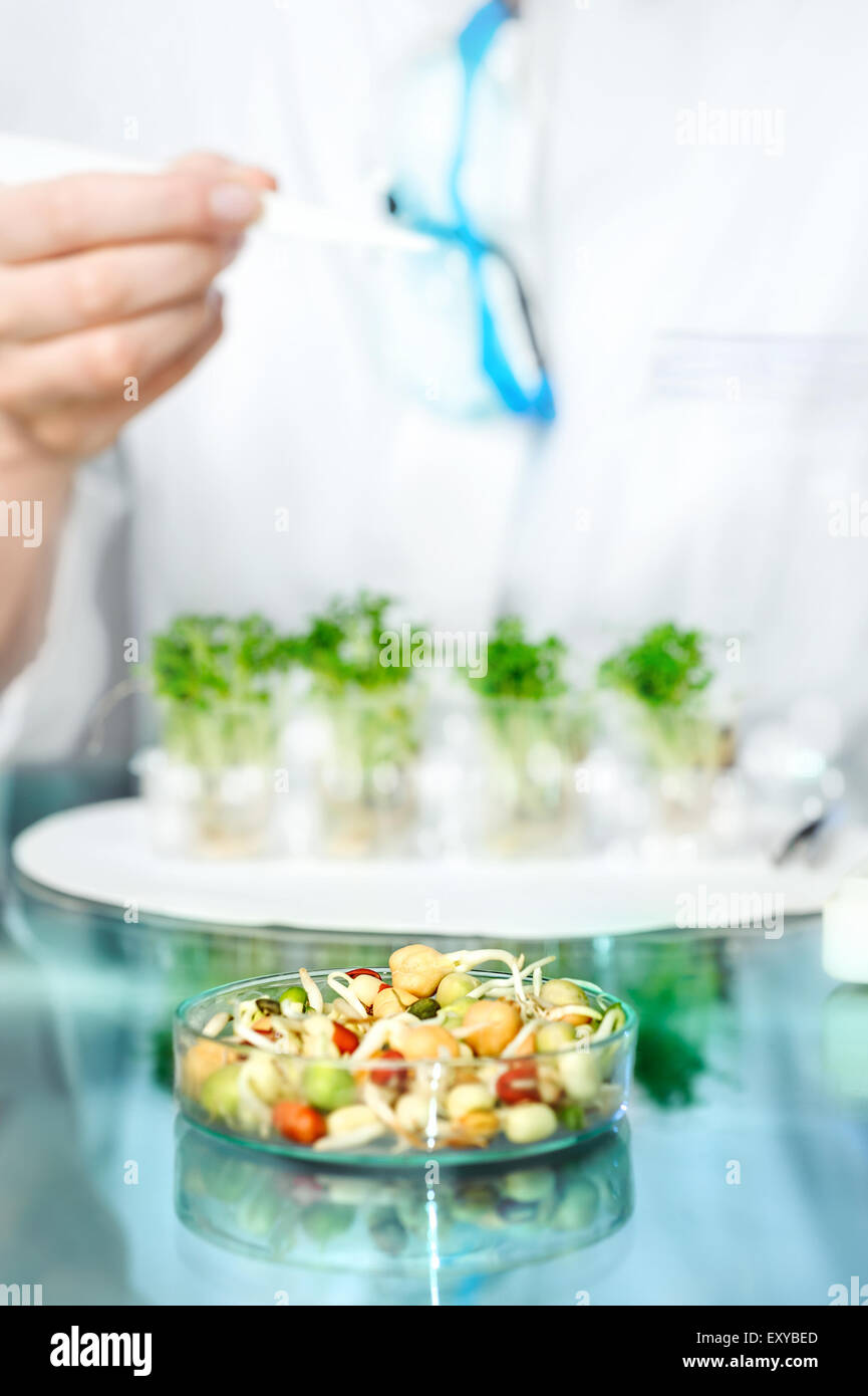 Health background with unrecognizable human. Quality control of bean sprouts for signs of bacterial or chemical contamination, S Stock Photo
