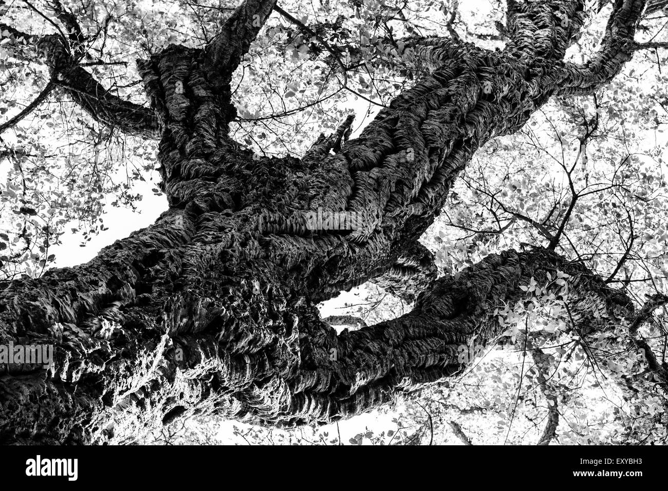 Huge cork oak trunk in black and white Stock Photo