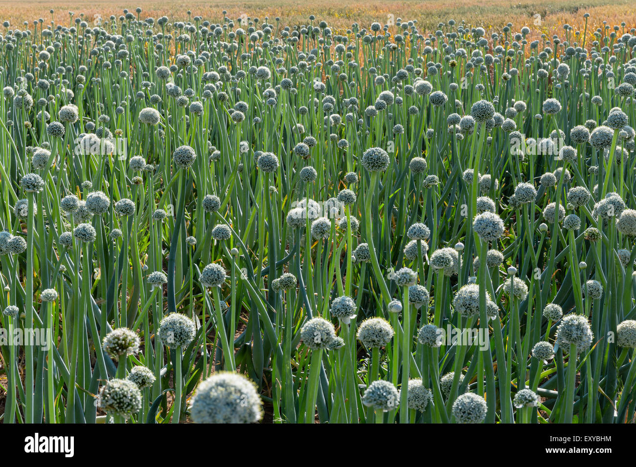 Onion bulb hi-res stock photography and images - Alamy