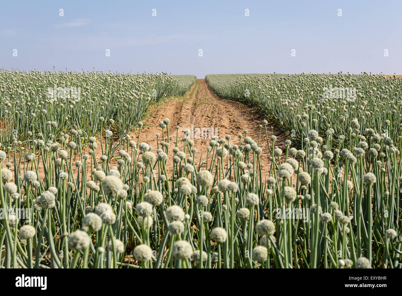 Onion bulb hi-res stock photography and images - Alamy
