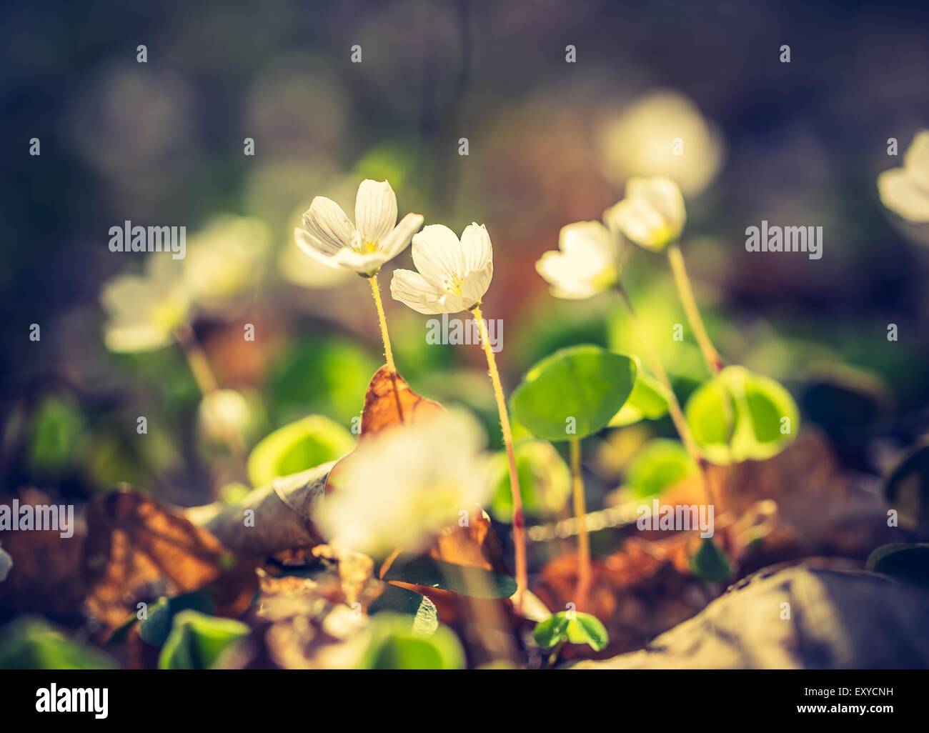 Vintage photo of beautiful small flowers of wood sorrel blooming in