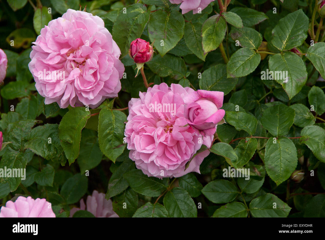 Rose Mary Rose Stock Photo