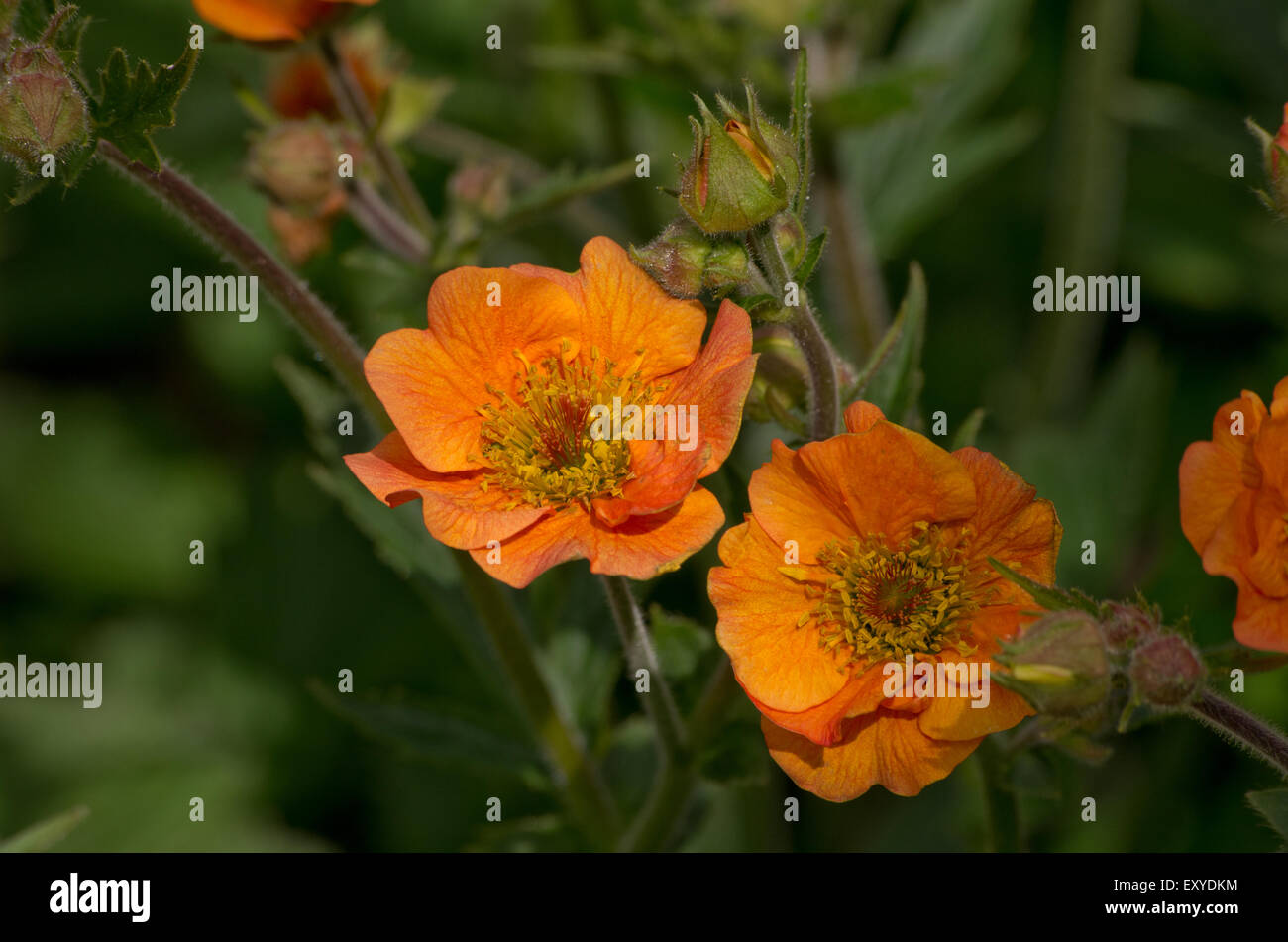 Geum Totally Tangerine Stock Photo Alamy