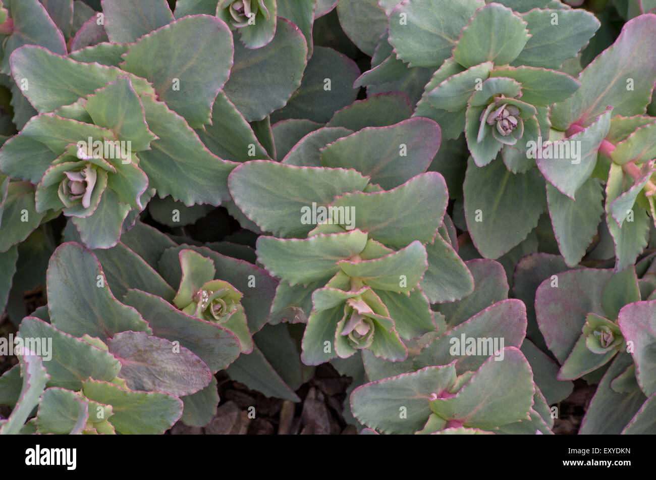 Sedum telephium subsp ruprechtii Stock Photo