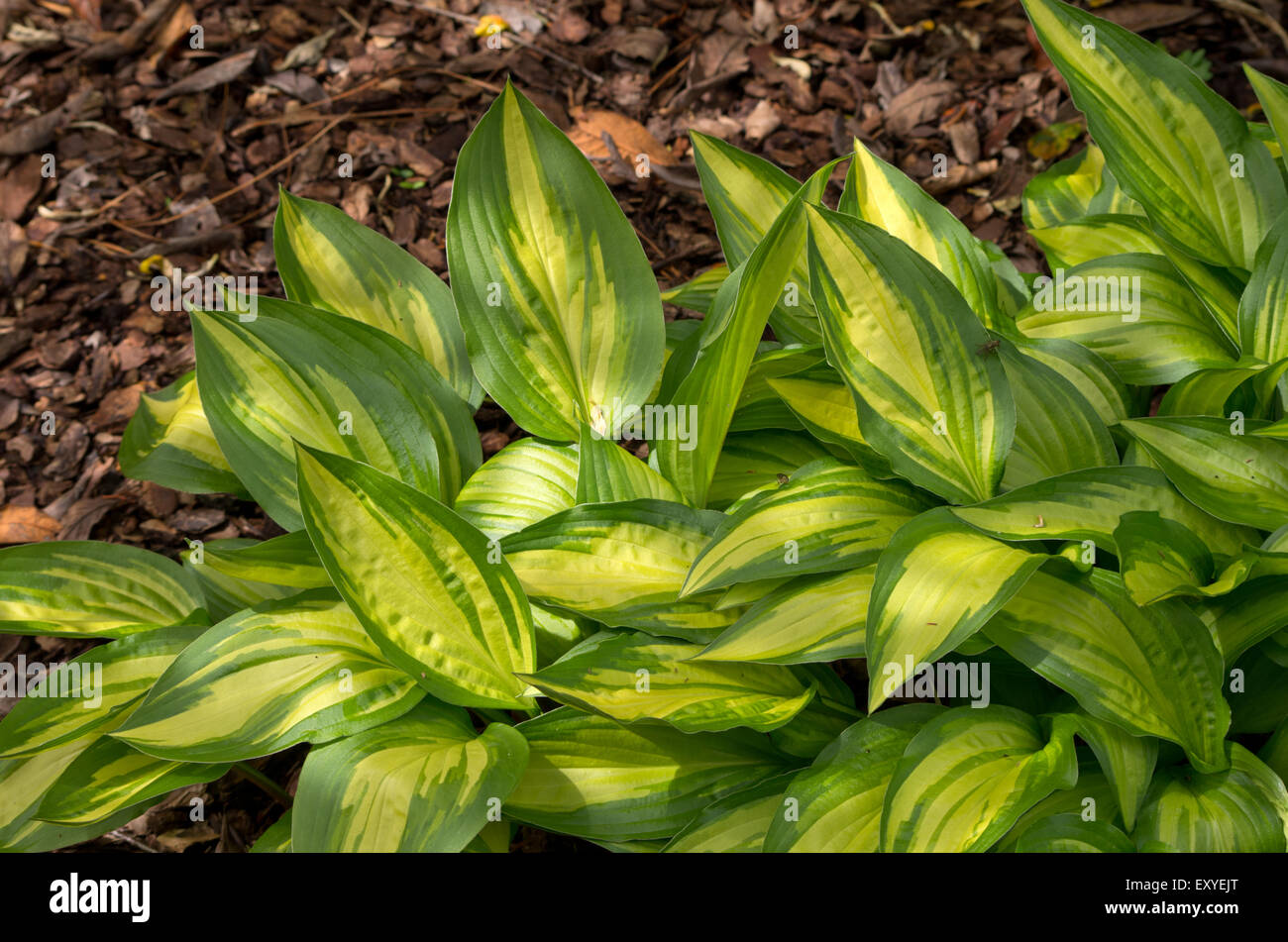 Hosta Cherry Berry Stock Photo Alamy