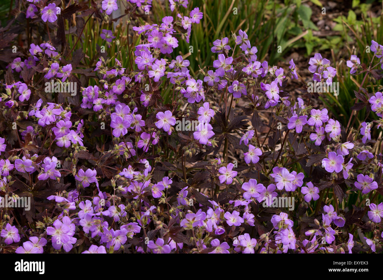 Geranium maculatum Elizabeth Ann Stock Photo