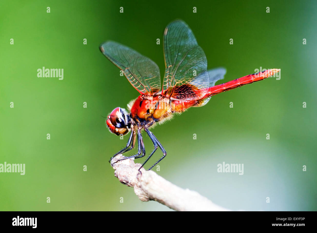 Scarlet skimmer Dragonfly Stock Photo