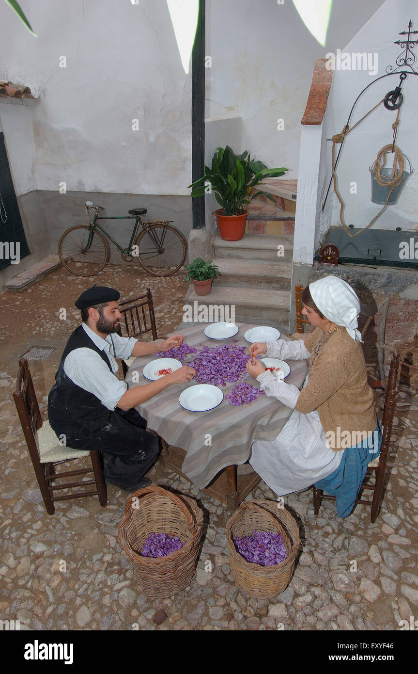 Consuegra, Extracting saffron flower stigmas, Saffron Rose festival