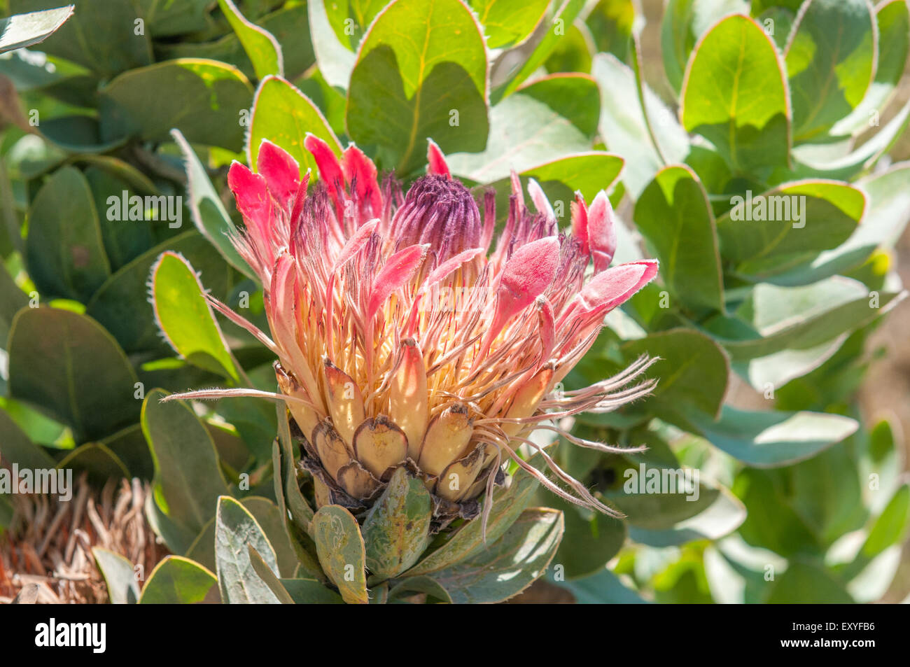 Protea eximia, the broad-leaf sugarbush or duchess protea growing next to the Swartberg pass in South Africa Stock Photo