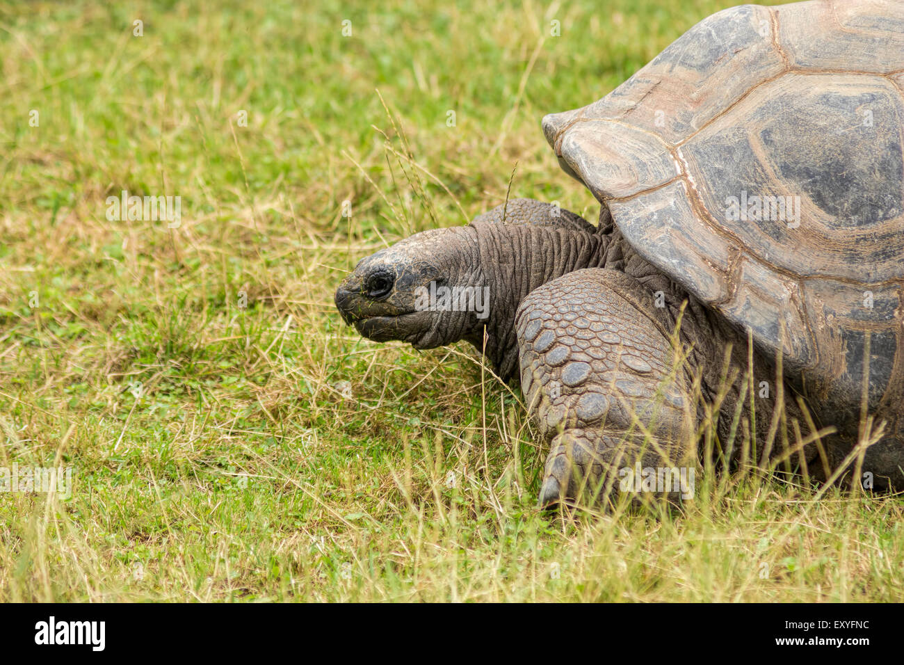 Turtoise, Dipsochelys Gigantean, beautiful long-lived endangered animal. Stock Photo