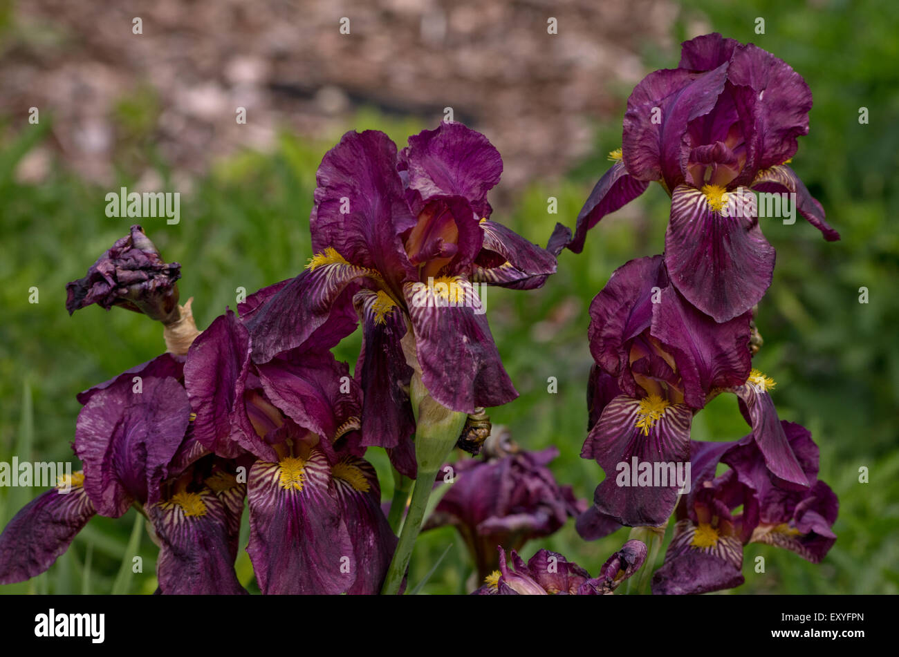 Iris 'Red Orchid' Stock Photo