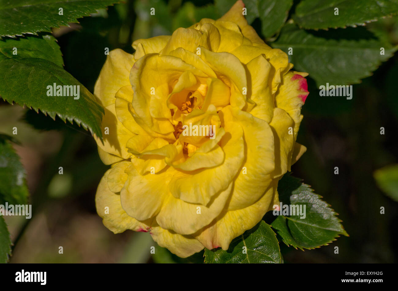 Ambassador hi-res stock photography and images - Alamy