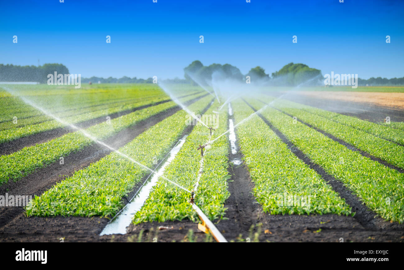 watering crops at the field Stock Photo