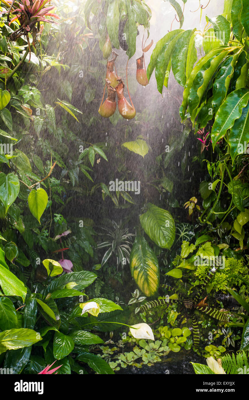 rain in tropical rainforest Stock Photo