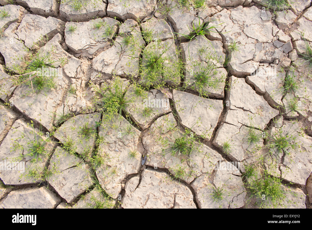 Cracked ground and survival living thing, cruel from global warm Stock Photo