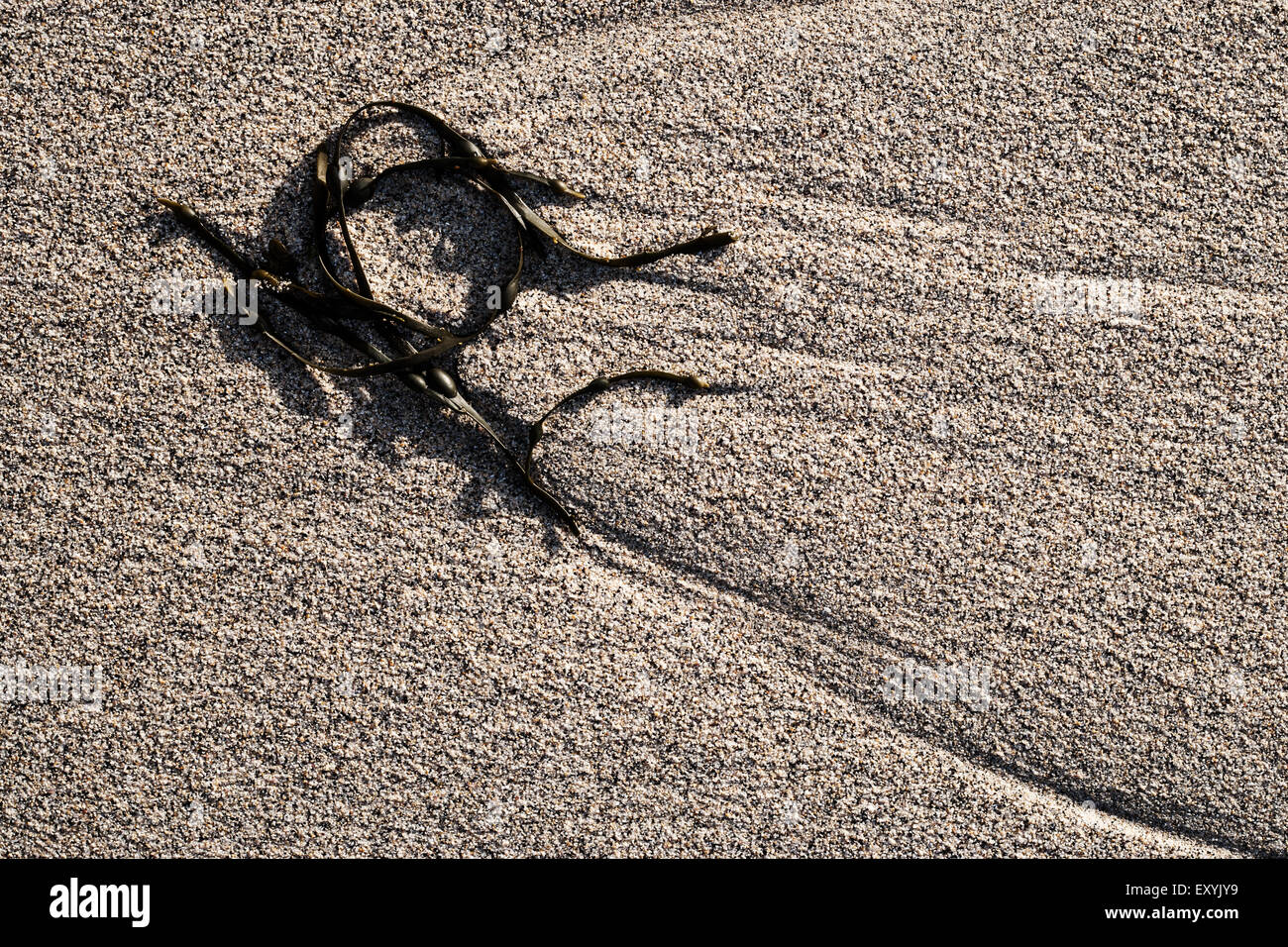 Seaweed on sand Stock Photo Alamy