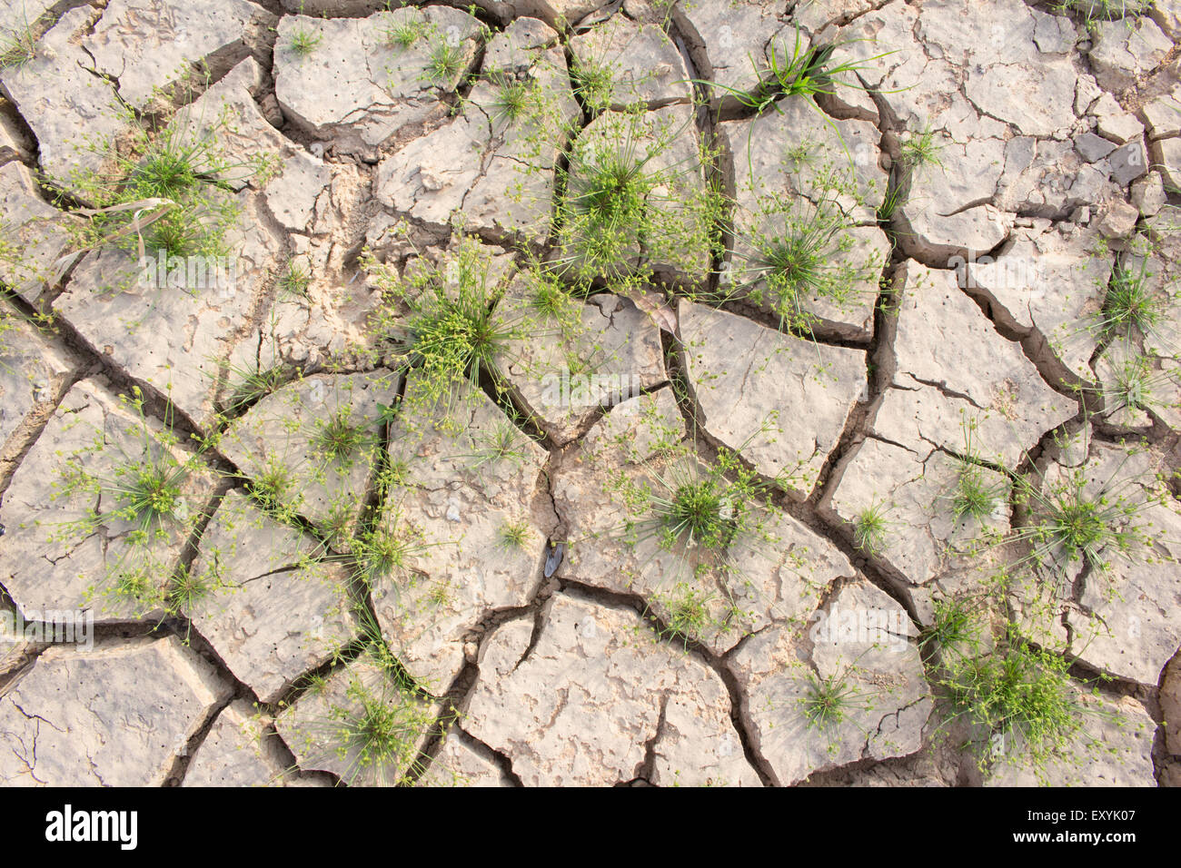 Cracked ground and survival living thing, cruel from global warm Stock Photo