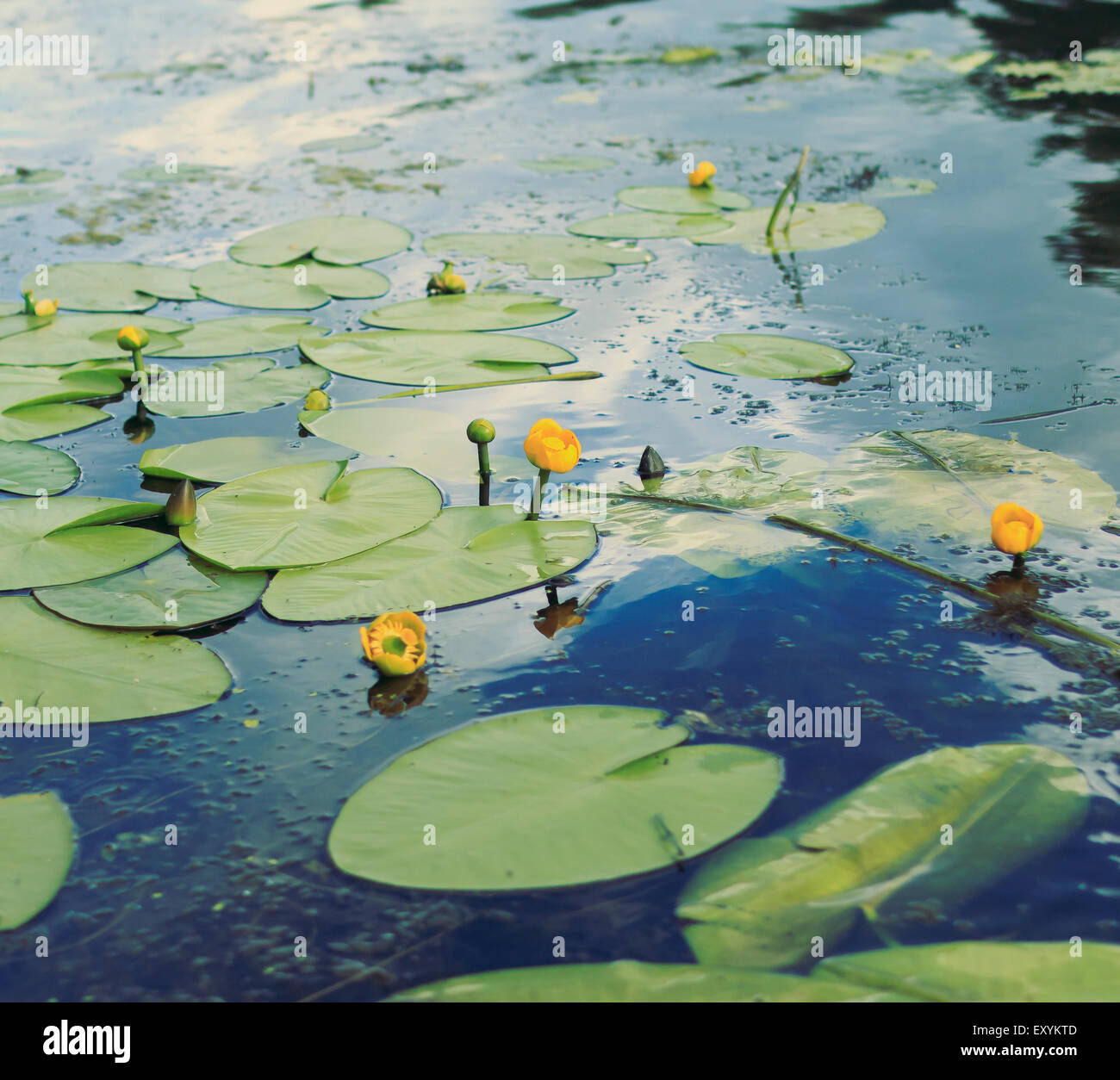 yellow water lilies and reflection of blue sky in water Stock Photo