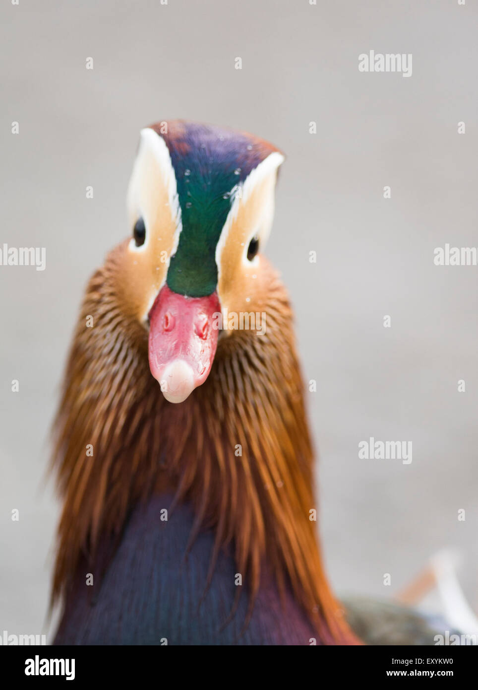 Closeup of male mandarin duck (aix galericulata) Stock Photo
