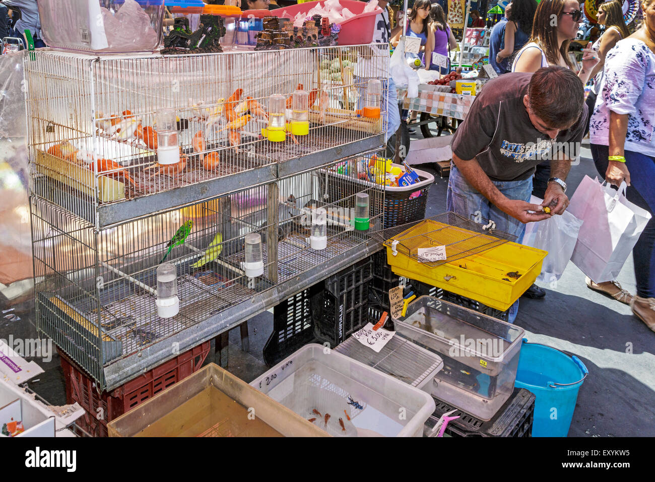 Market trader at the Open street market, catania, Sicily, Italy selling birds, tropical fish and terrapins, Stock Photo