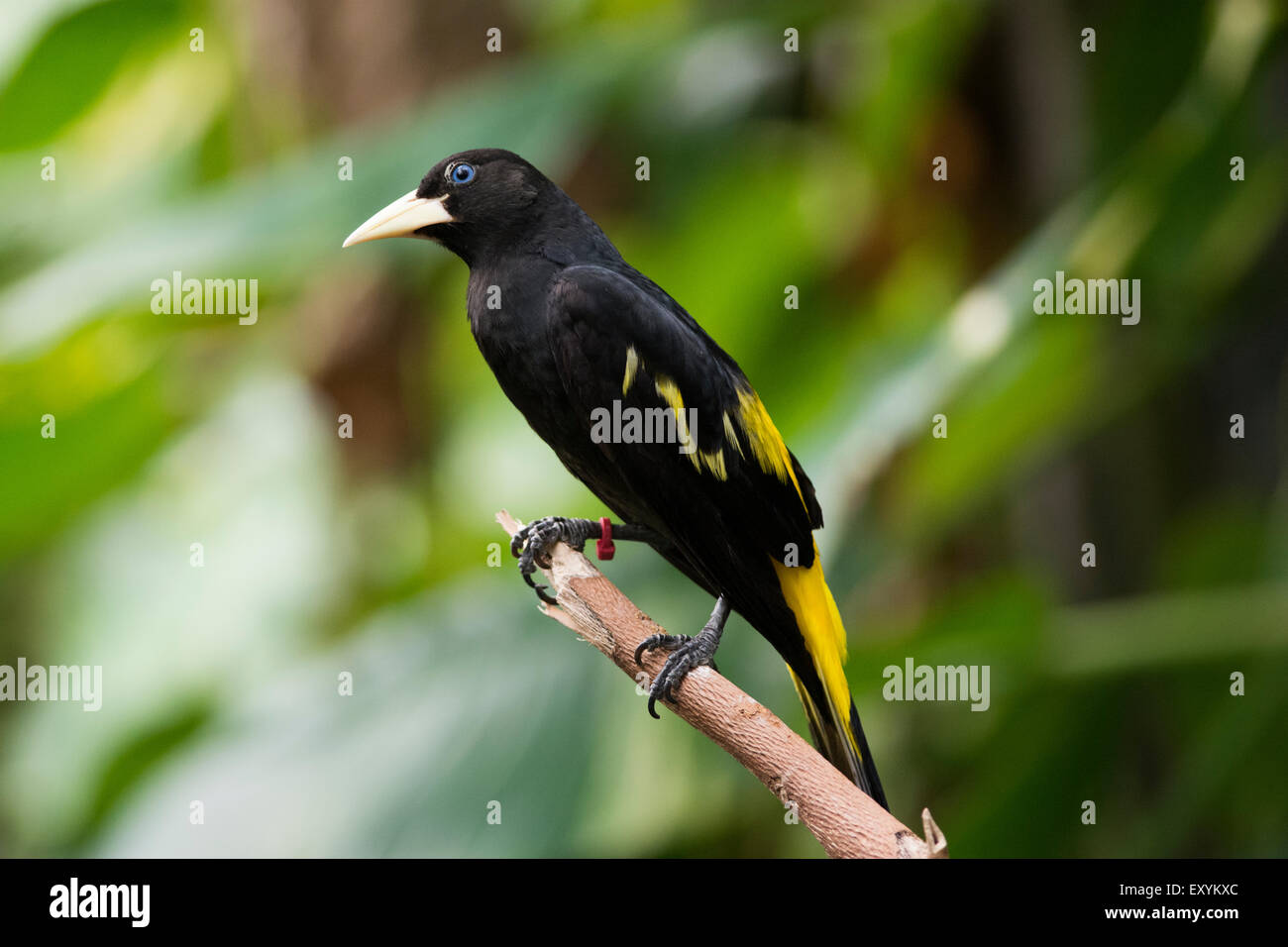 Yellow rumped bird named Cacique (latin name Cacicus cela) is