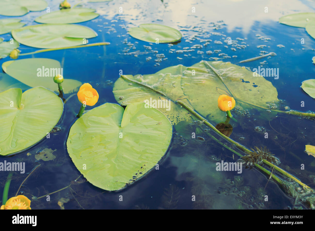 yellow water lilies in river, close-up Stock Photo - Alamy
