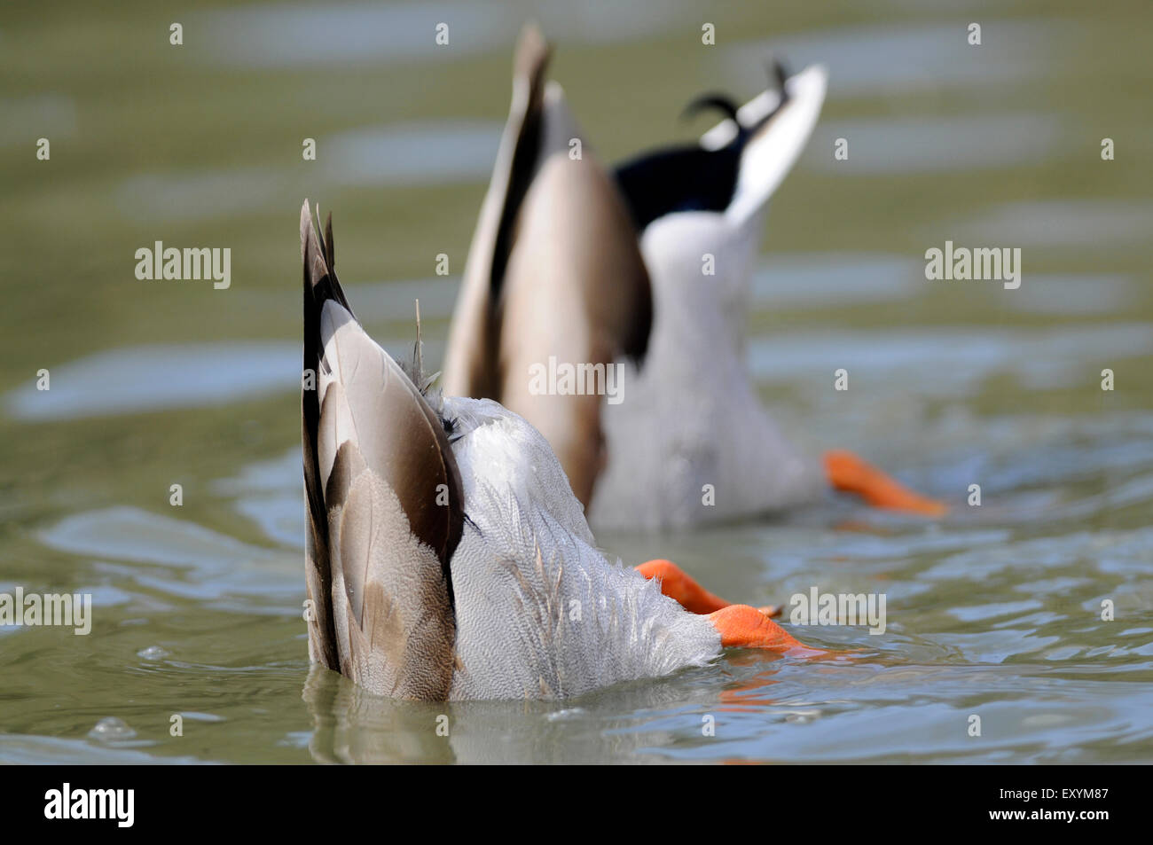 Two mallard ducks (anas platyrhynchos) with bottoms up, foraging under