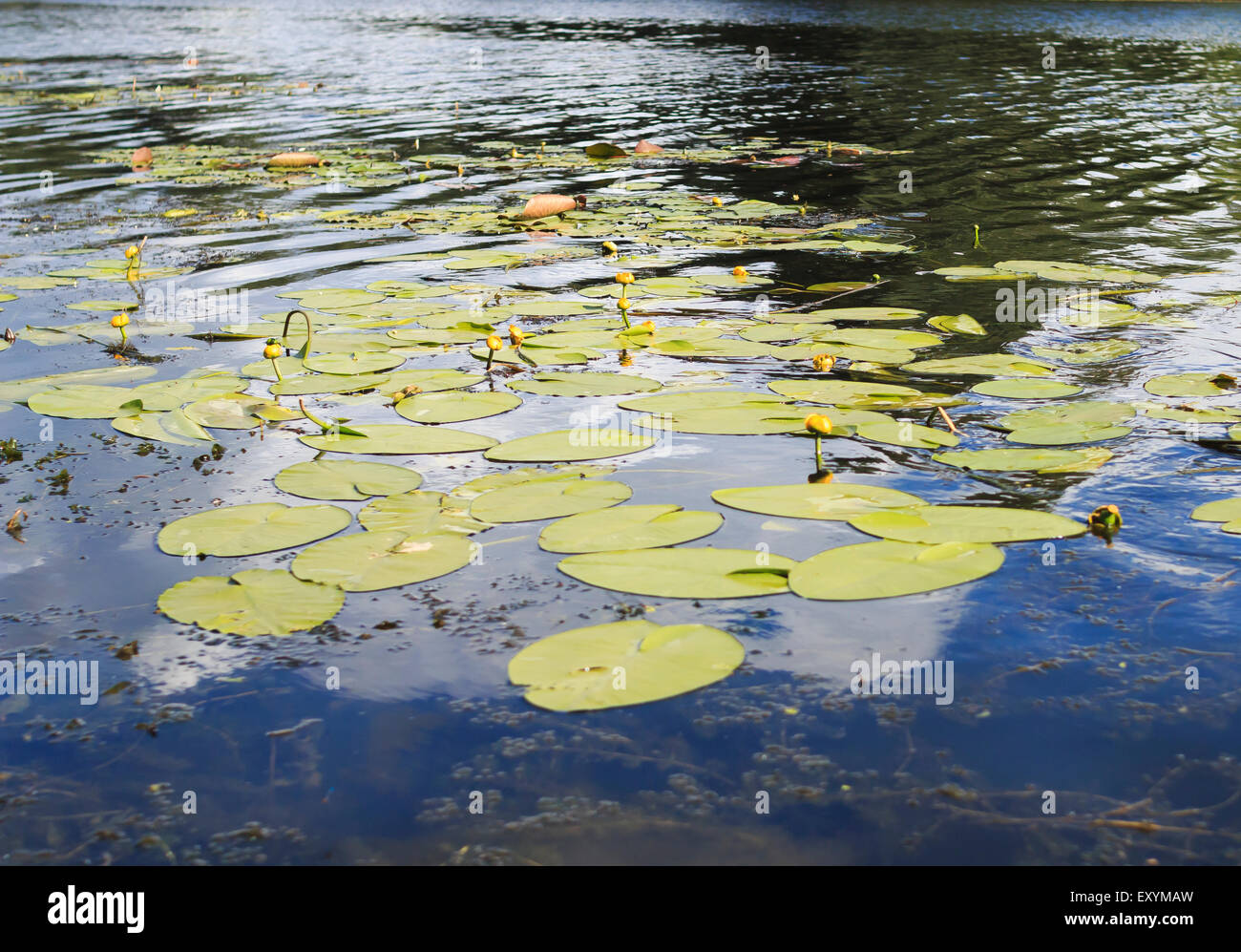 yellow water lilies and reflection of clouds at river Stock Photo - Alamy