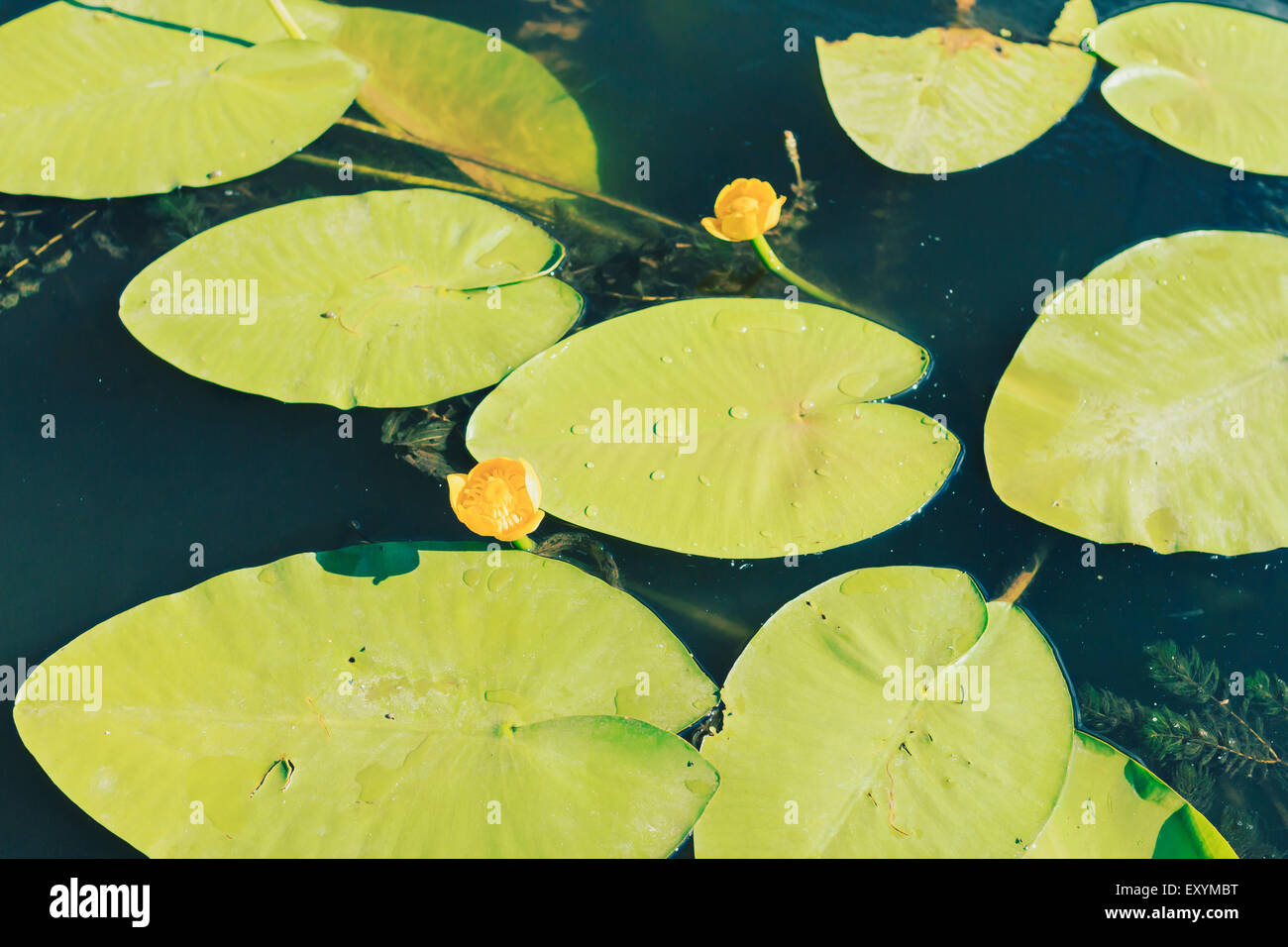 river yellow water lilies flowers and leaves, close-up Stock Photo - Alamy