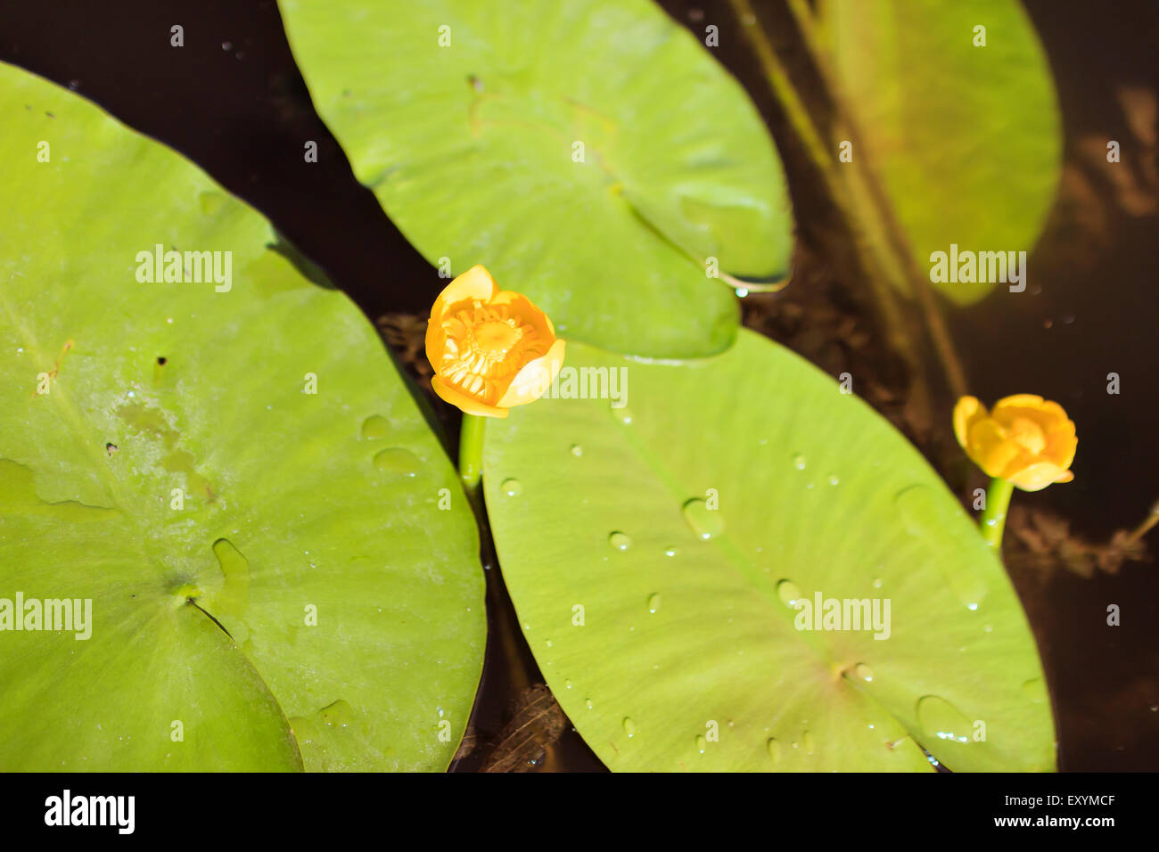 river yellow waterlily, flowers and leaves close-up Stock Photo