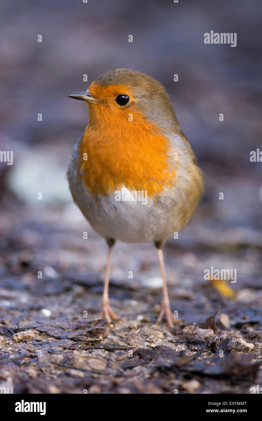 Robins In England Robin ground uk hi-res stock photography and images - Alamy