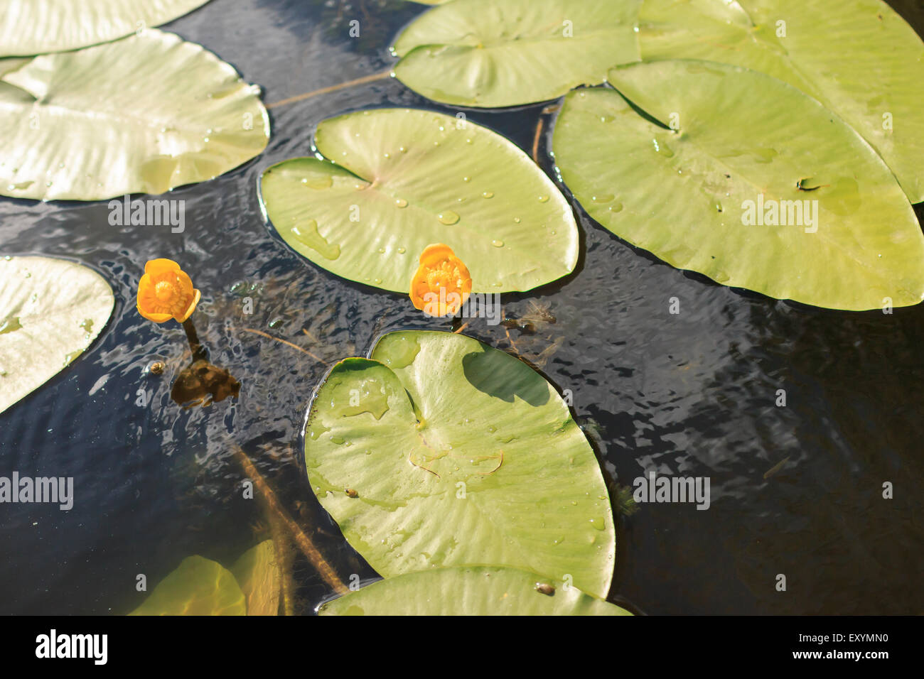 river yellow waterlily in riverside, close-up Stock Photo